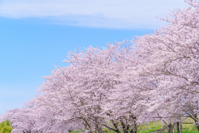 青空と桜の木